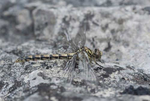 Onychogomphus forcipatus